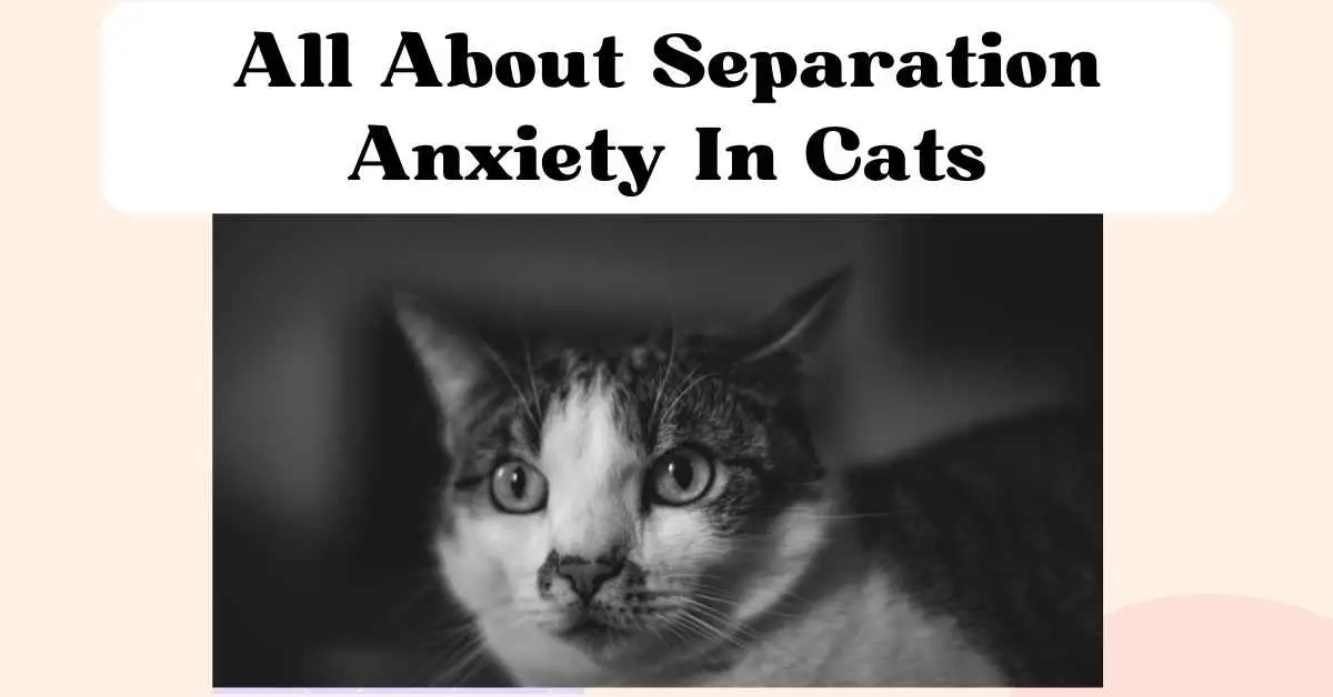 Cat separati shops s anxiety treatment