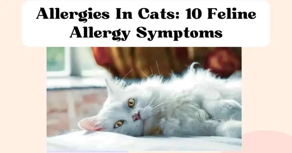 How to Know if Your Cat Has Allergies The Comforted Kitty