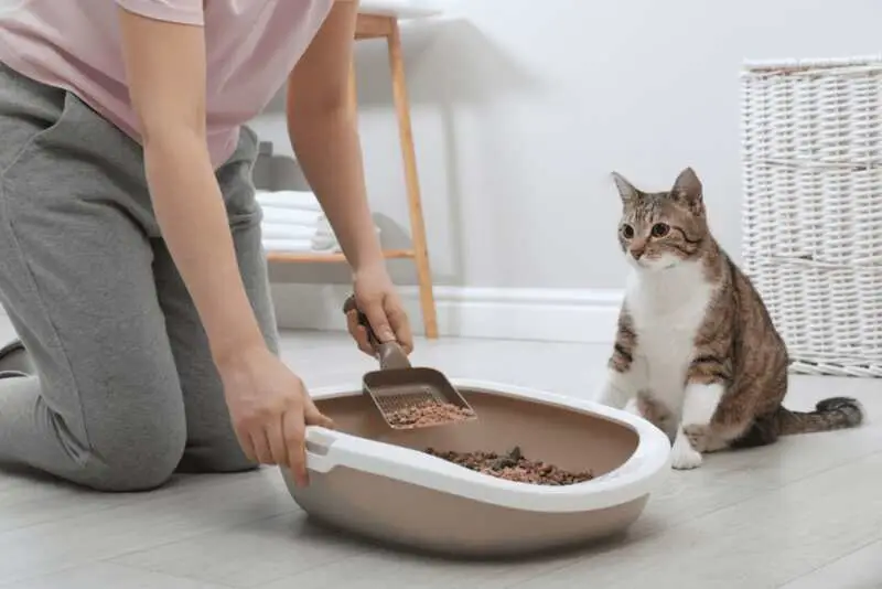 Cat peeing outside clean litter box best sale