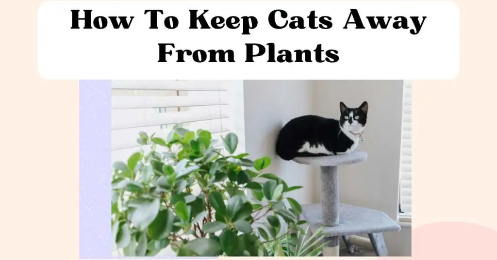 How To Keep Cats Away From Plants The Comforted Kitty