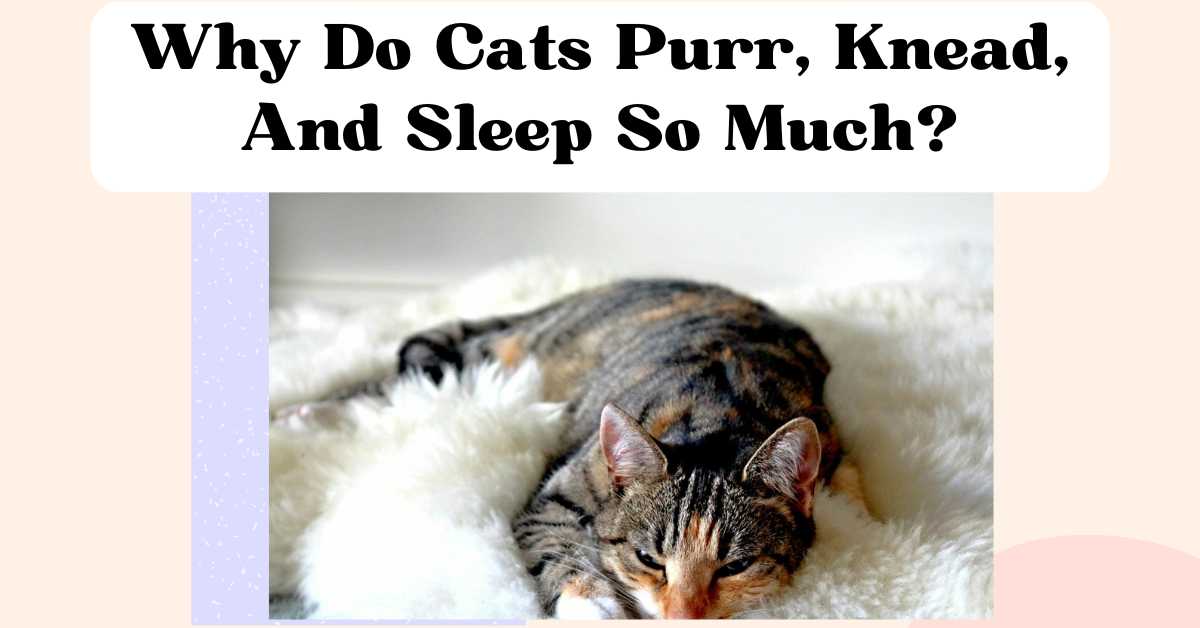 Why Do Cats Purr, Knead, And Sleep So Much? - The Comforted Kitty