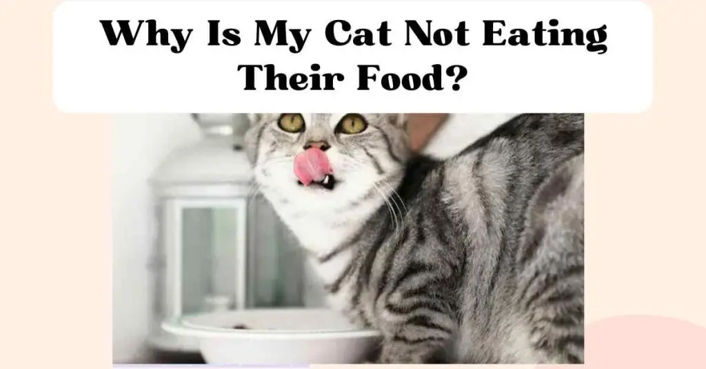 The Top 8 Reasons Your Cat Isn t Eating and How to Help The Comforted Kitty