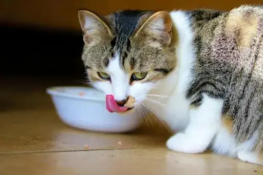 The Top 8 Reasons Your Cat Isn t Eating and How to Help The Comforted Kitty