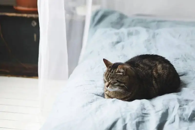 Cat Sleeping Positions And What They Mean - The Comforted Kitty