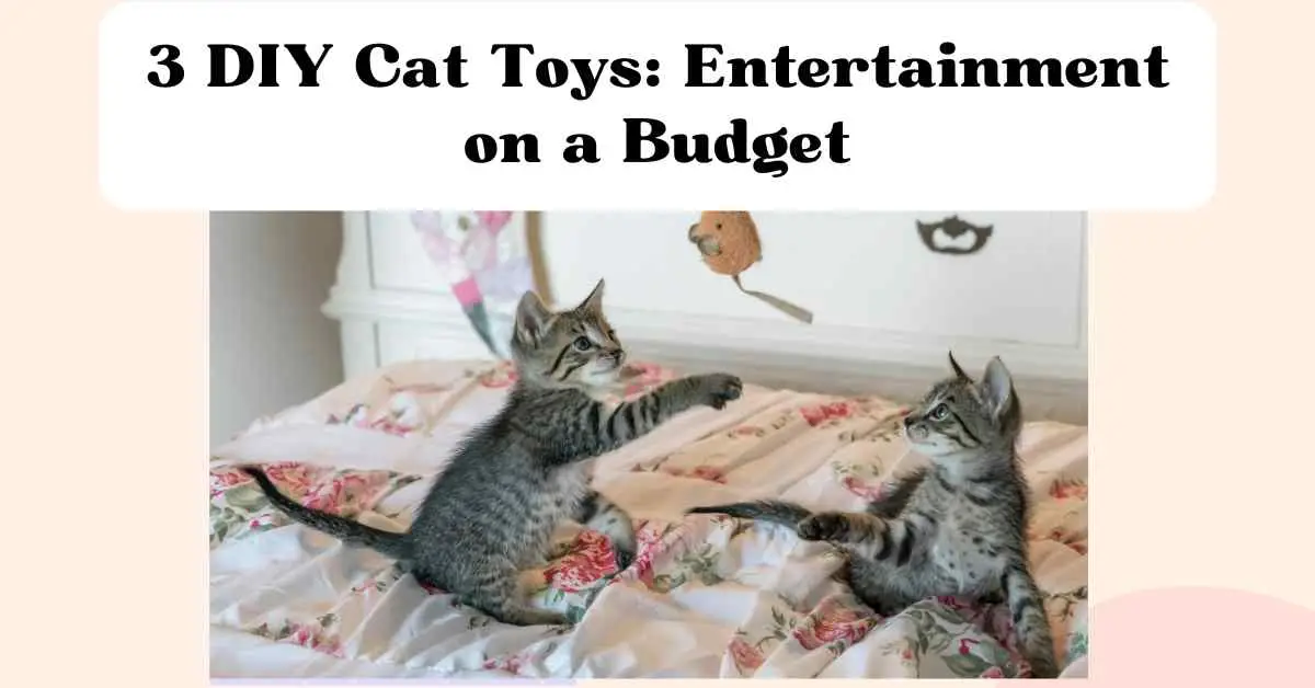 No Purchase Necessary 3 DIY Cat Toys You Can Make Yourself The Comforted Kitty