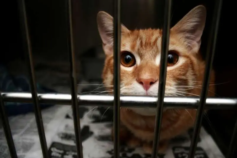 boarding is stressful for cats