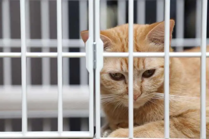long term consequences of cat boarding
