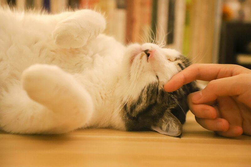 Best pet services in Los angeles California