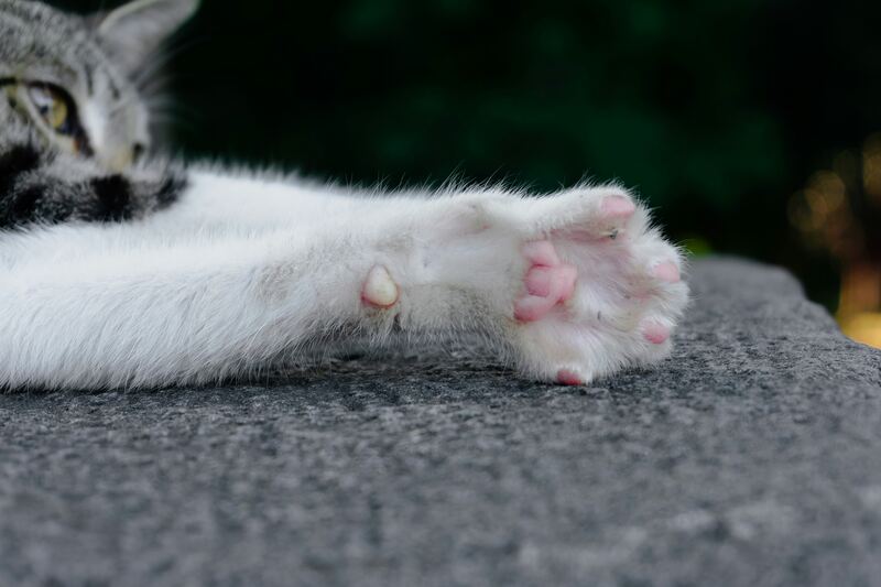 The Ultimate Guide to Your Cat's Paws - The Comforted Kitty Cat Sitting