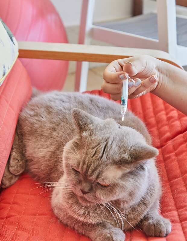 Picture of Cat Sitting with Medication Administration | The Comforted Kitty